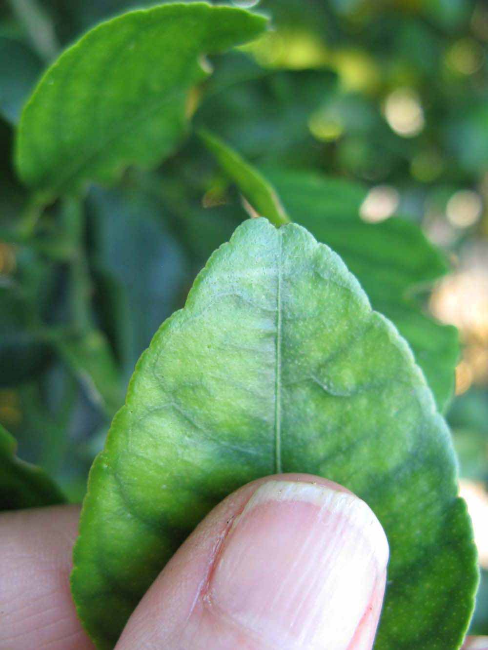              Margin (Winter Haven, FL)       